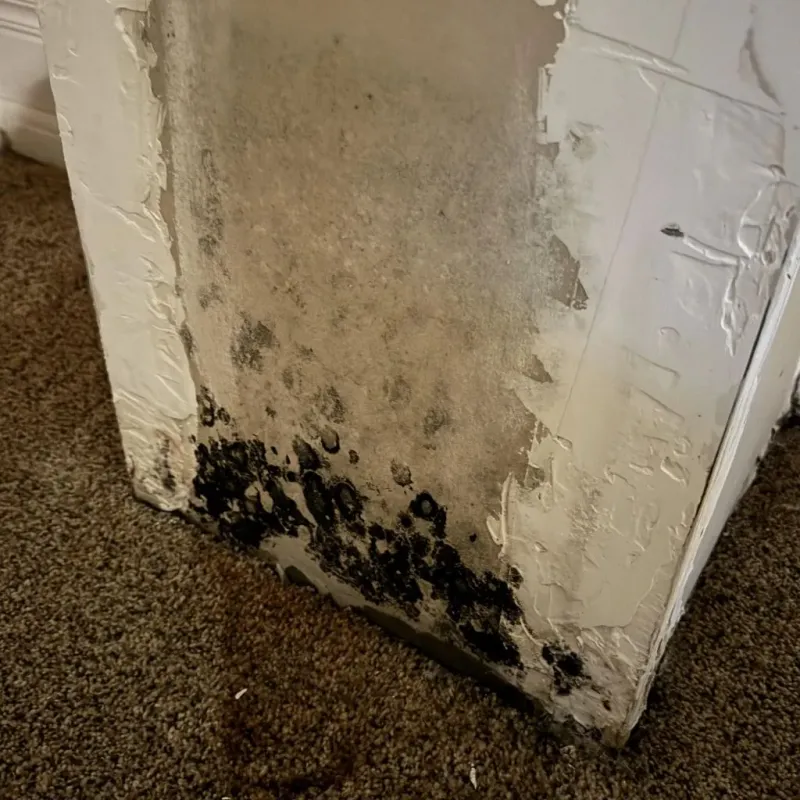 Professional Mold Removal in Forks, WA
